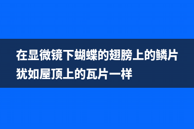 在显微镜下iPhone X屏幕像素到底长啥样？ (在显微镜下蝴蝶的翅膀上的鳞片犹如屋顶上的瓦片一样)